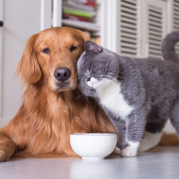 Hill’s Pet Nutrition rejoint l'ECC